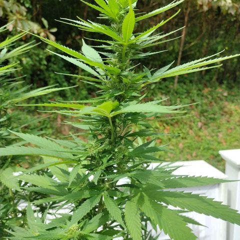 OG Bubble Gum growlog photo: Trimmed off yellowin leaves not to much water just enough to mix the nutrients it's going to be raining all day today