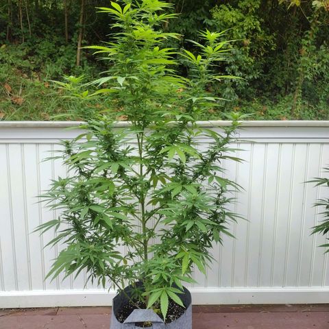 Bubblegum OG Kush growlog photo: No problems, everything seems to be going good,