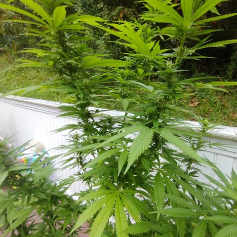 Bubblegum OG Kush growlog photo: No problems, everything seems to be going good,