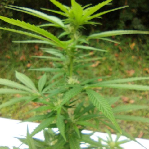 Bubblegum OG Kush growlog photo: No problems, everything seems to be going good,