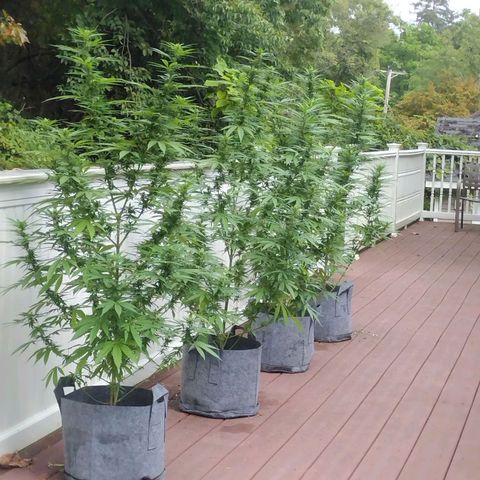 Bubblegum OG Kush growlog timeline photo