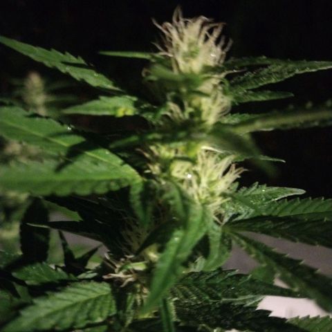 Bubblegum OG Kush growlog timeline photo