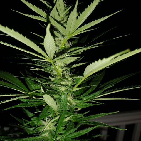 Bubblegum OG Kush growlog timeline photo