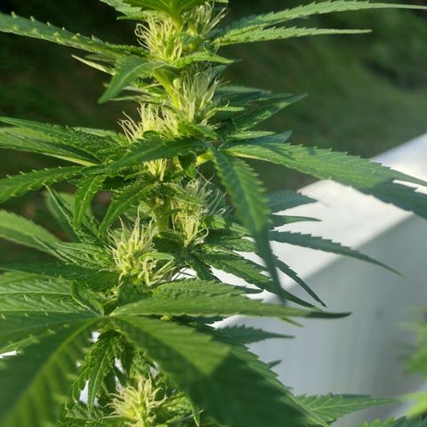 OG Bubble Gum growlog photo: No need to water & nutrients just get washed away 