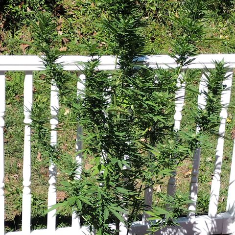 Bubblegum OG Kush growlog timeline photo