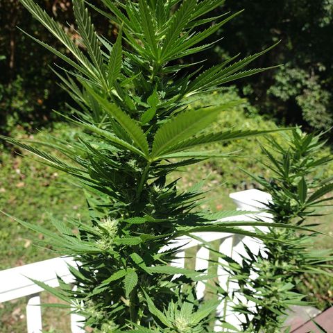 Bubblegum OG Kush growlog timeline photo