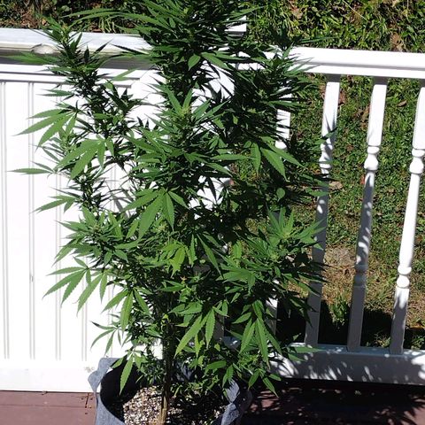 OG Bubble Gum growlog timeline photo