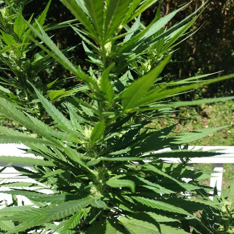 OG Bubble Gum growlog timeline photo
