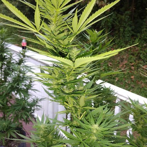 Bubblegum OG Kush growlog photo: Everything is looking good 