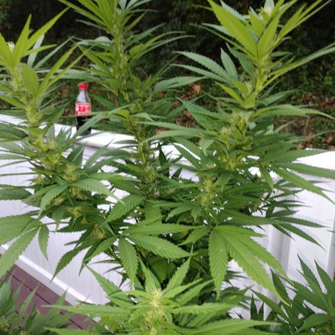 Bubblegum OG Kush growlog photo: Everything is looking good 