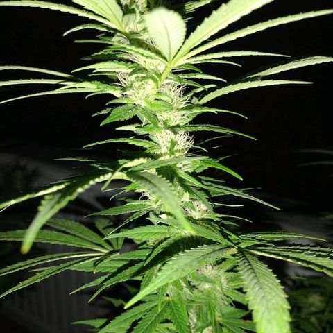 Bubblegum OG Kush growlog timeline photo