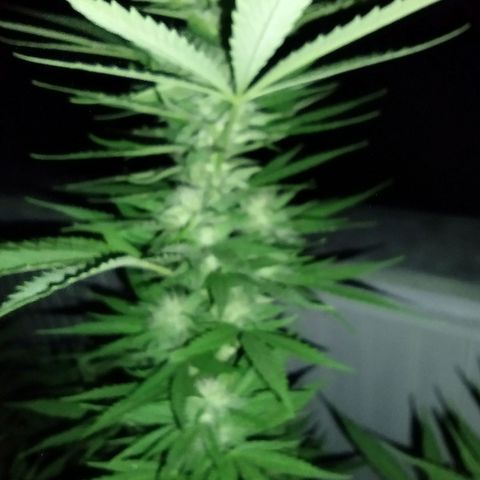 Bubblegum OG Kush growlog timeline photo