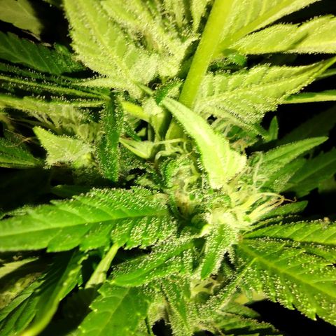 Bubblegum OG Kush growlog timeline photo