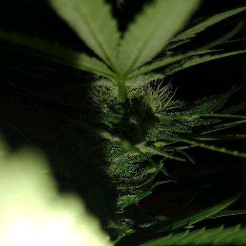 OG Bubble Gum growlog timeline photo