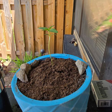 Gushers growlog timeline photo