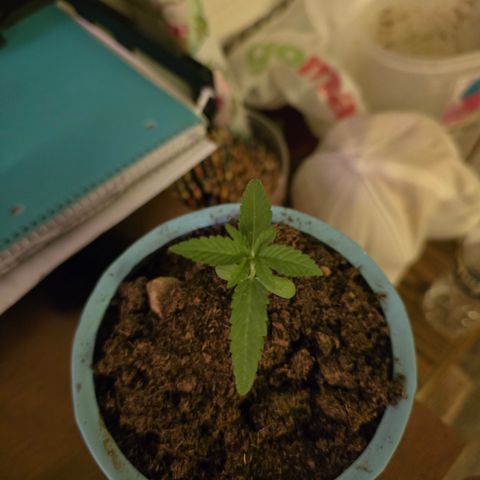 Gushers growlog photo: Doing much much better I think