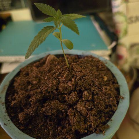 Gushers growlog photo: Doing much much better I think