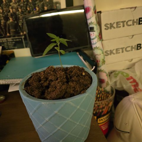 Gushers growlog photo: Doing much much better I think