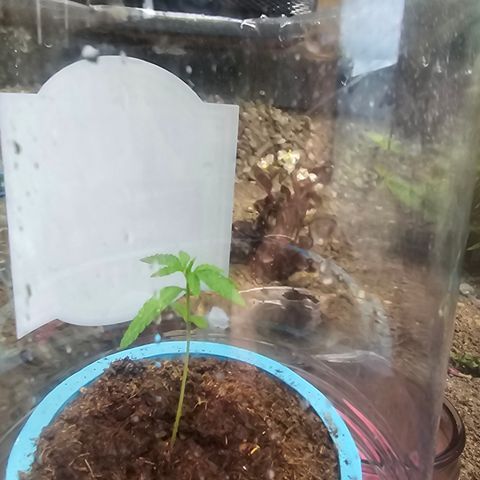 Gushers growlog timeline photo