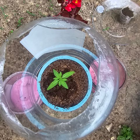 Gushers growlog timeline photo
