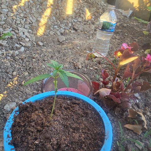 Gushers growlog timeline photo