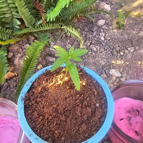 Gushers growlog timeline photo