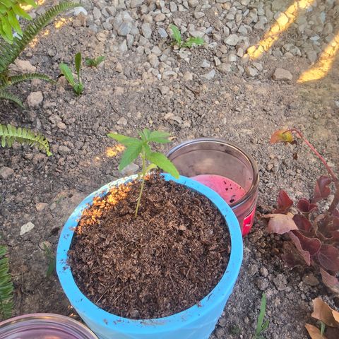 Gushers growlog timeline photo