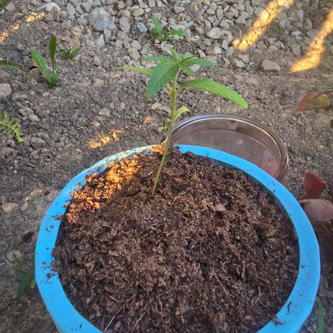 Gushers growlog timeline photo