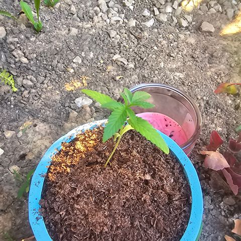 Gushers growlog timeline photo