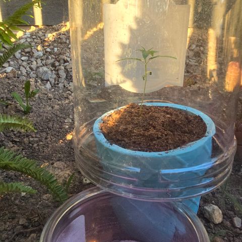 Gushers growlog timeline photo