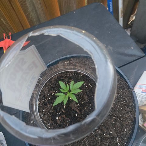 Gushers growlog timeline photo