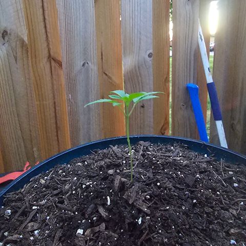 Gushers growlog timeline photo