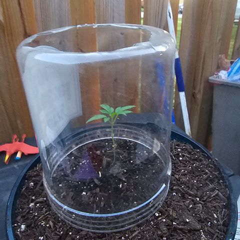 Gushers growlog timeline photo
