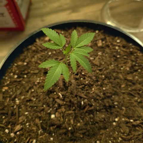 Gushers growlog timeline photo