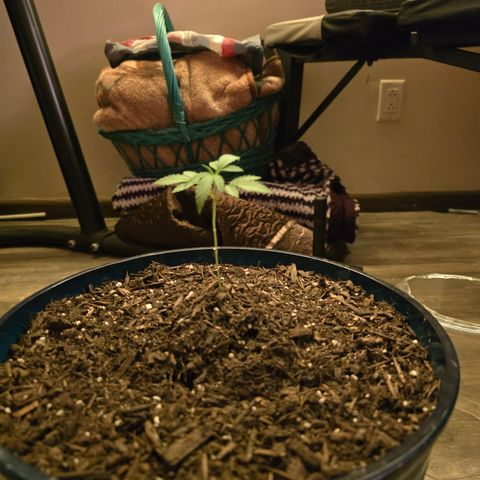Gushers growlog timeline photo