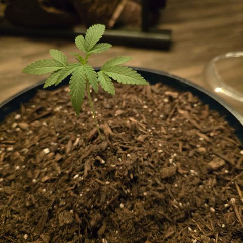 Gushers growlog timeline photo