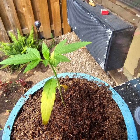 Gushers growlog timeline photo
