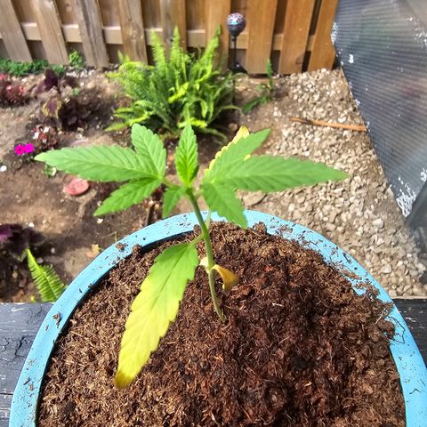 Gushers growlog timeline photo