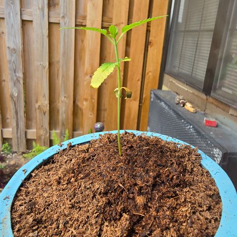 Gushers growlog timeline photo