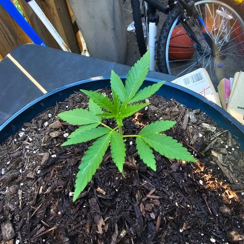 Gushers growlog timeline photo