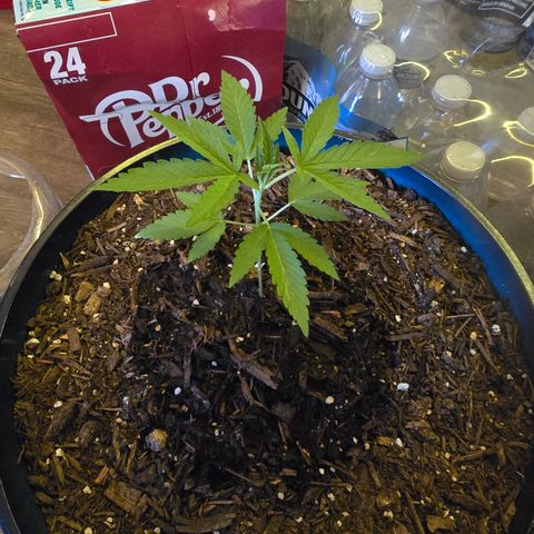 Gushers growlog timeline photo