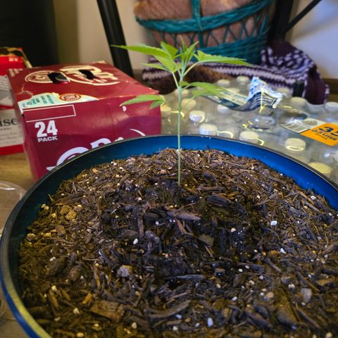 Gushers growlog timeline photo