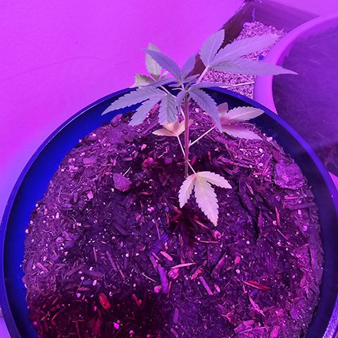 Gushers growlog timeline photo