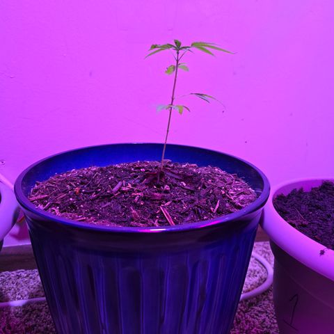 Gushers growlog timeline photo