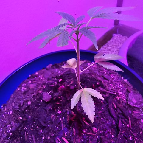 Gushers growlog timeline photo