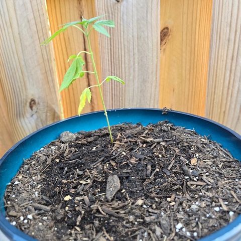 Gushers growlog timeline photo