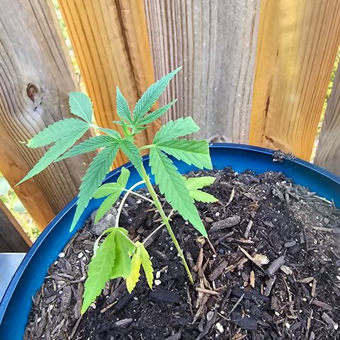 Gushers growlog timeline photo