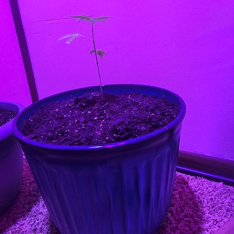 Gushers growlog photo: Changed soil