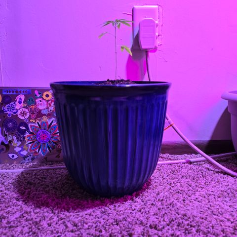 Gushers growlog timeline photo