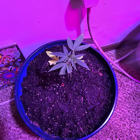 Gushers growlog timeline photo